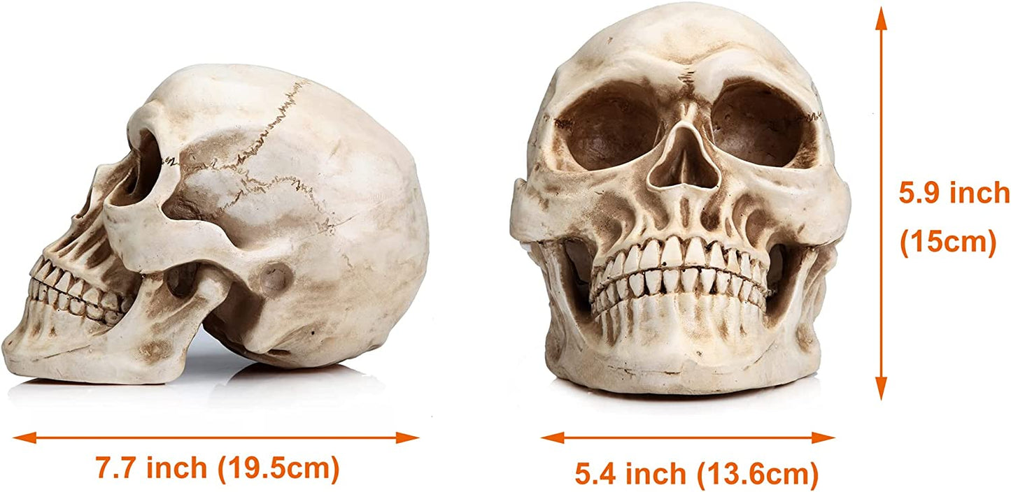 1:1 Replica Realistic Human Adult Skull Head Bone Model