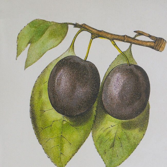 Set 2 Botanical Wall Decor 70cm