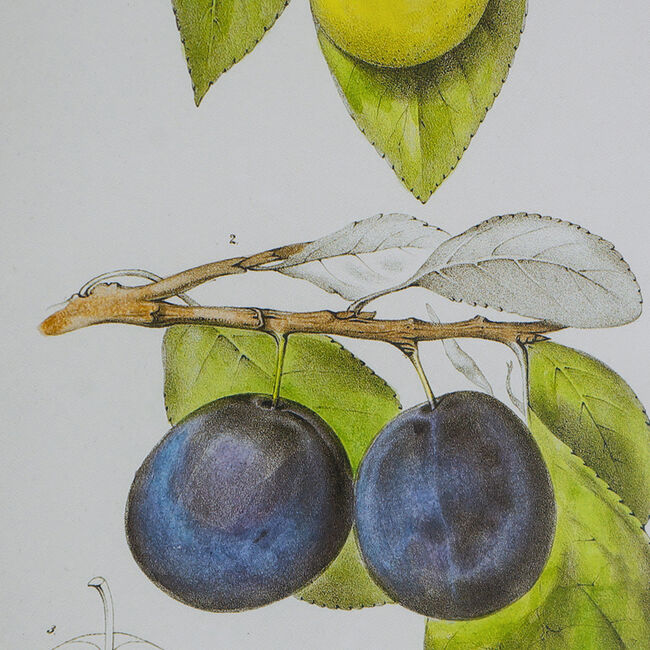 Set 2 Botanical Wall Decor 70cm